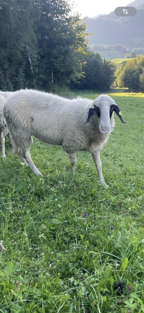 Brillenschafbock