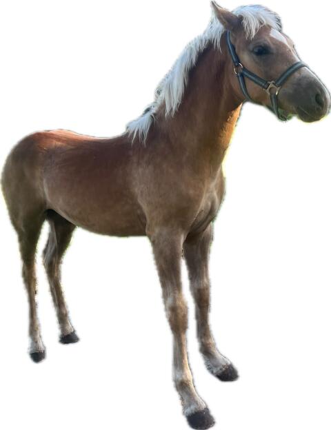 Waldmeister Haflinger-Hengst-Fohlen