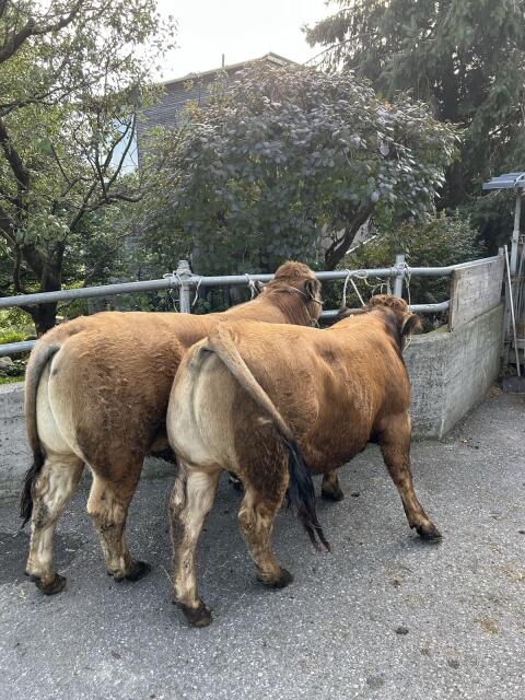 Aubrac-Zuchtstiere zu verkaufen.