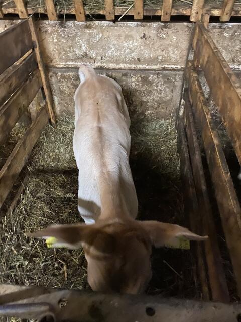 2 Bio BV Kalb