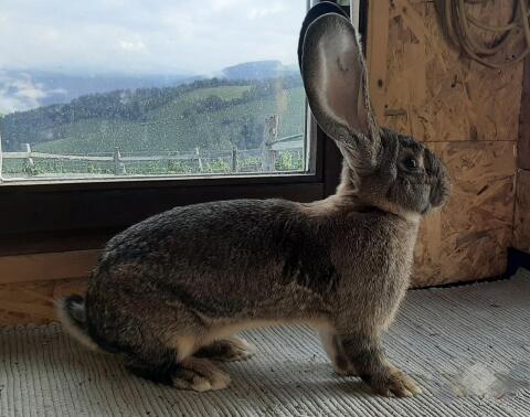 Riesenkaninchen