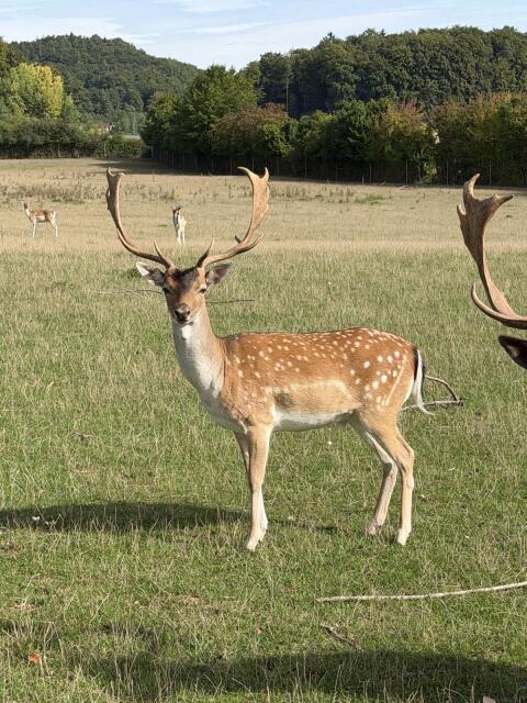 Damhirsch, 3-jährig, 3. Kopf Damwild