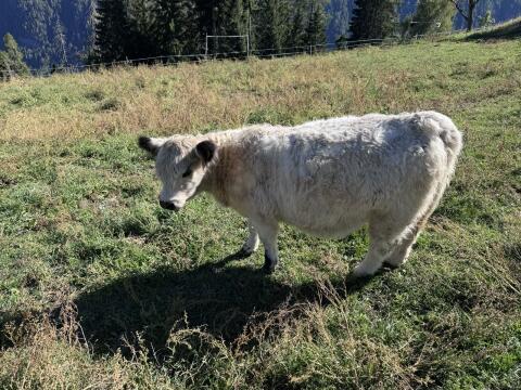 Galloway-Kalb „Ottilie“