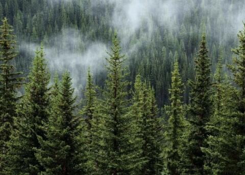 Suche Wald