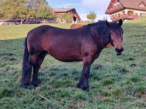 Noriker Stute