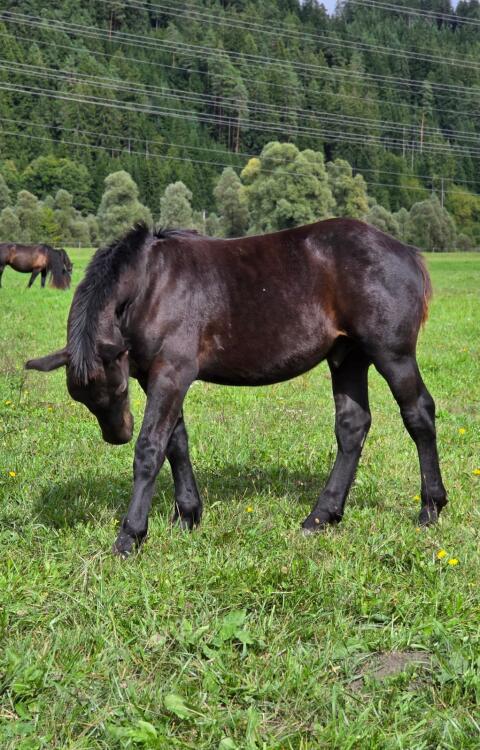 Wilderer Nero XVI, Noriker Rapp Hengstfohlen zu verkaufen