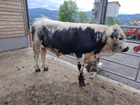 PSS-Stier