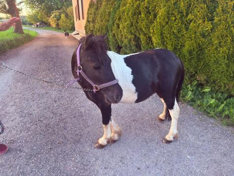 Hübscher Pony-Hengst, 4 Jahre