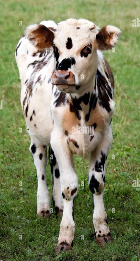 Suche Normande Kalb weiblich
