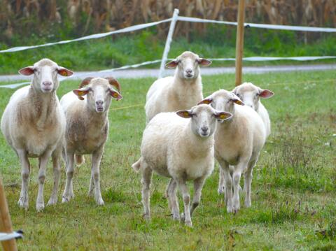 Reinrassige böhmische Waldschafherde (8 Schafe)
