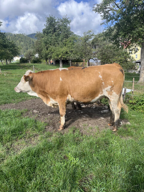 Bio FV Kalbin hochträchtig