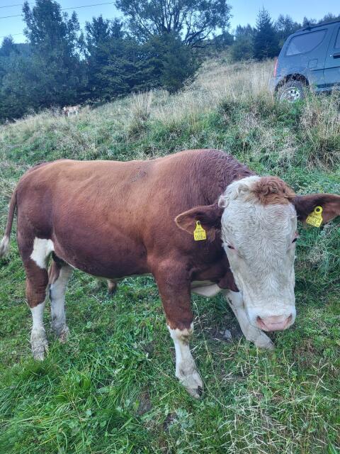 FV Stier