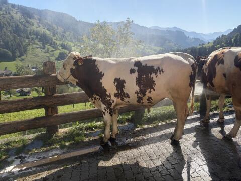 Verkaufe Fleckvieh/Montbeliarde Zuchtstier