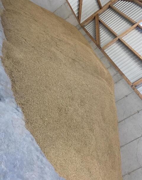 Futtergerste zu verkaufen, gute Qualität