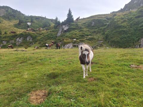 Shetlandpony Stutfohlen