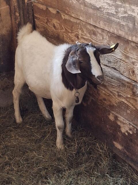 Burenziegenbock