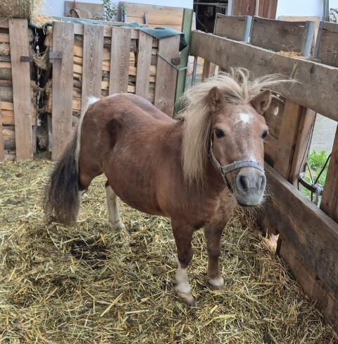 Pony-Mischlingsstute Linda
