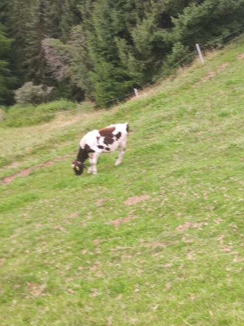 Kreuzungskälber