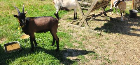 Ziegenbock