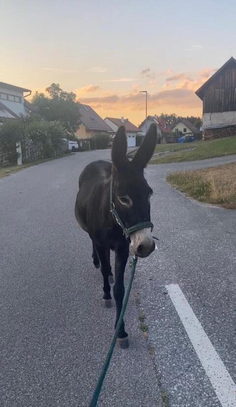 Esel suchen ein Zuhause