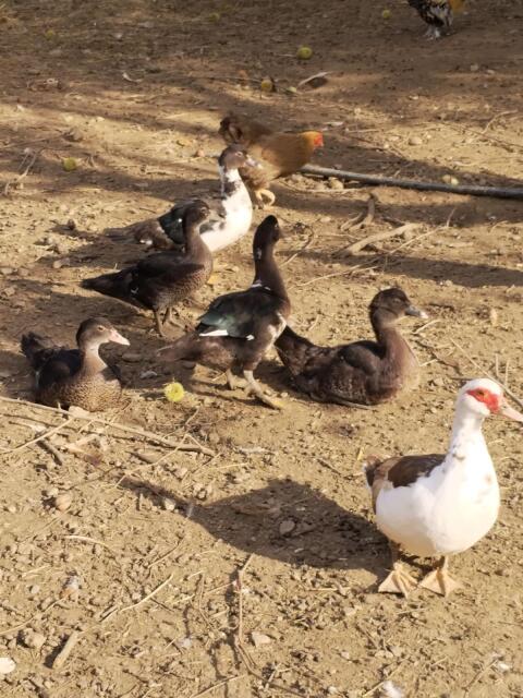 Enten zu vergeben