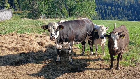 Normande × Fleckvieh Kalbin zu verkaufen