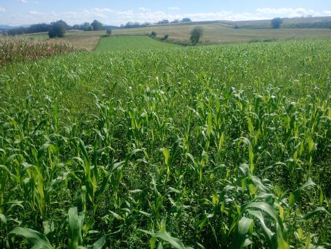 Ca. 1,5 ha Begrünung ab Feld zum Silieren