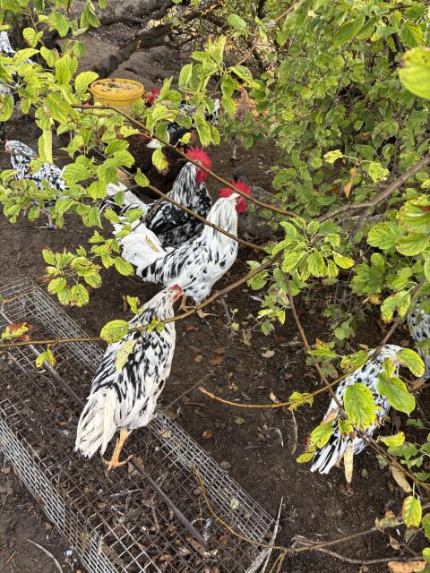Exchequer Leghorn