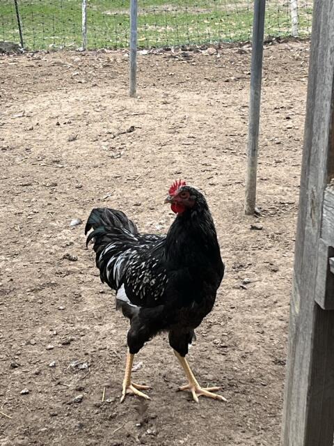 Barnevelder silberschwarz