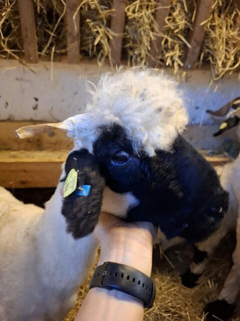 Walliser Schwarznasenschaf Kilbern