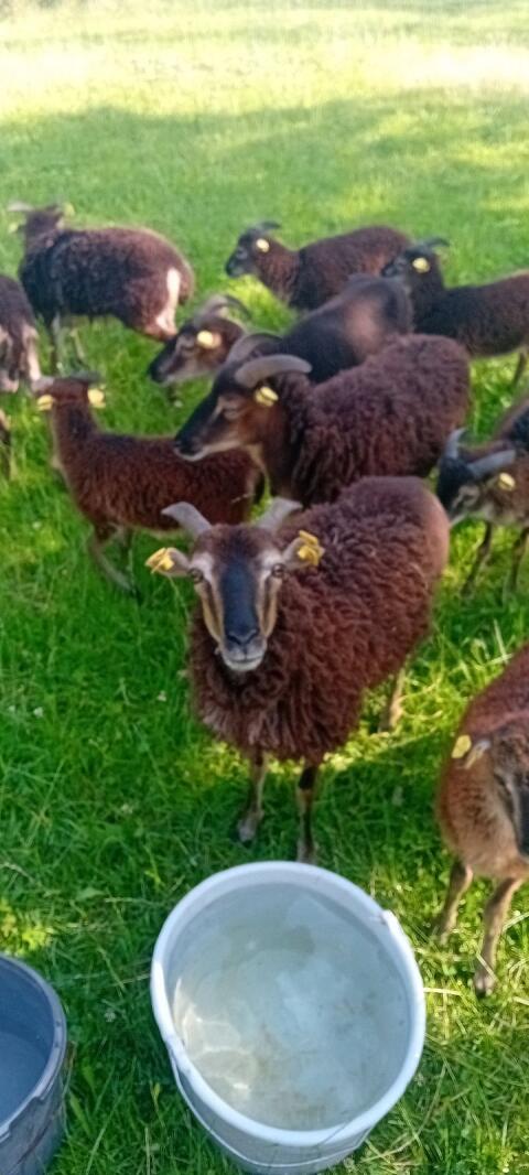 5 Soay-Schafe W