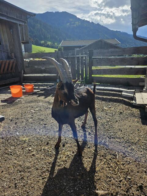 Aosta Goassl