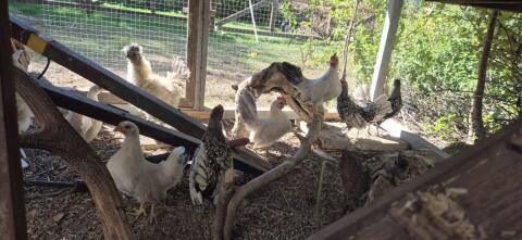 Serama und Sebright Gruppe