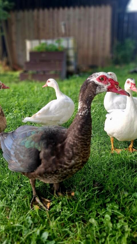 Enten