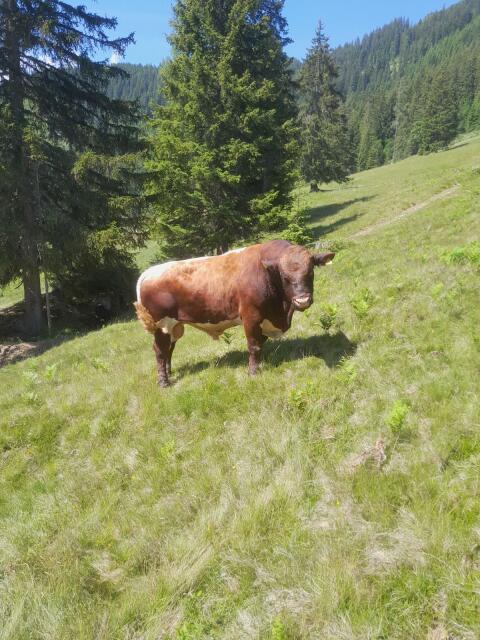 Pinzgauer Stier