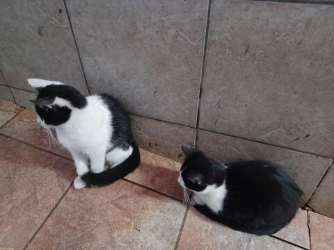 Katzenbabys