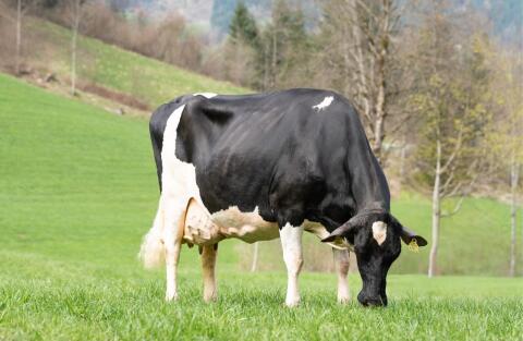 Spitzen Holstein-Erstlingskühe