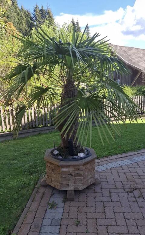 Palme
