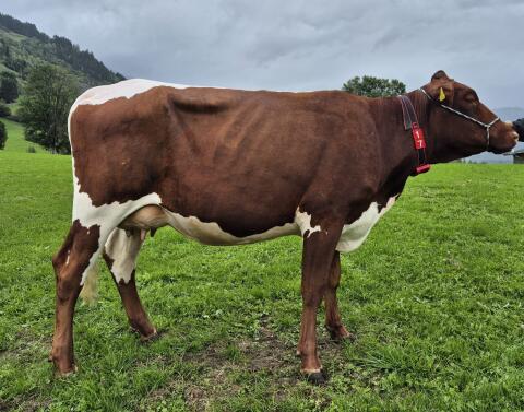 Jungkuh BIO Pinzgauer x Holstein Pi x RF, silofrei, Heu, Kuh