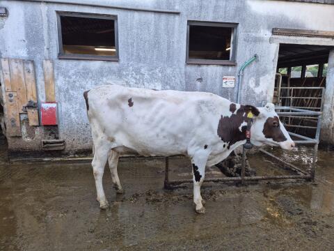 Top Red Holstein Jungkuh 38 l Milch