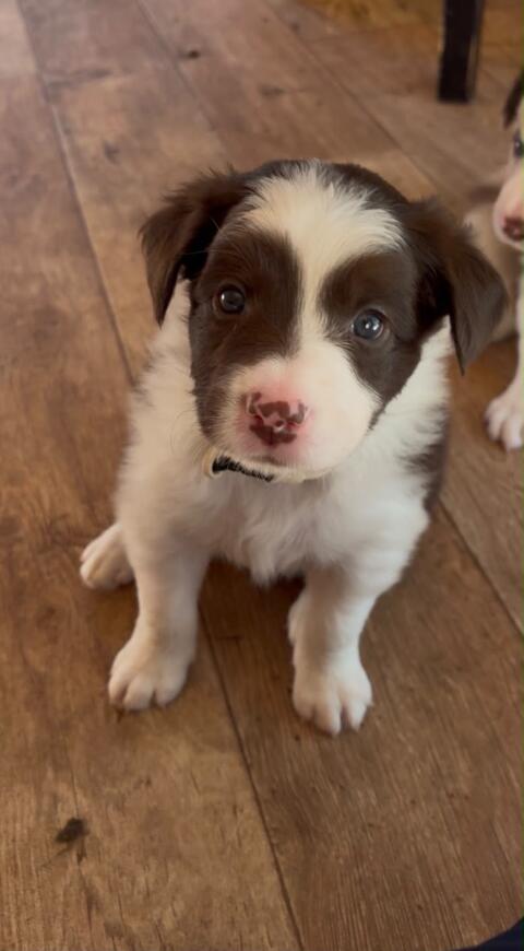 Border-Collie-Welpen