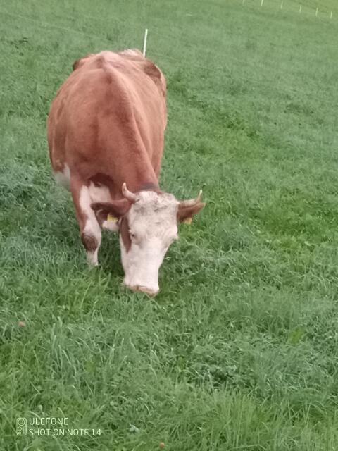 Mutterkuh mit Kalb
