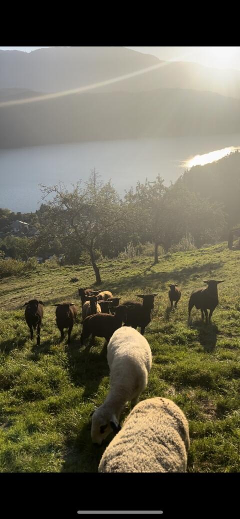 Jura-Schafe