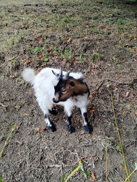 Miniziegenbock