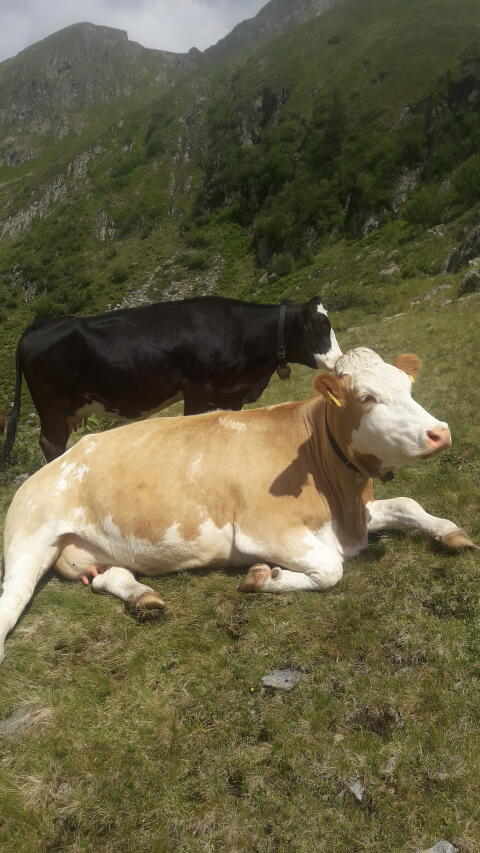 Suche Mutterkuh oder Kalbin