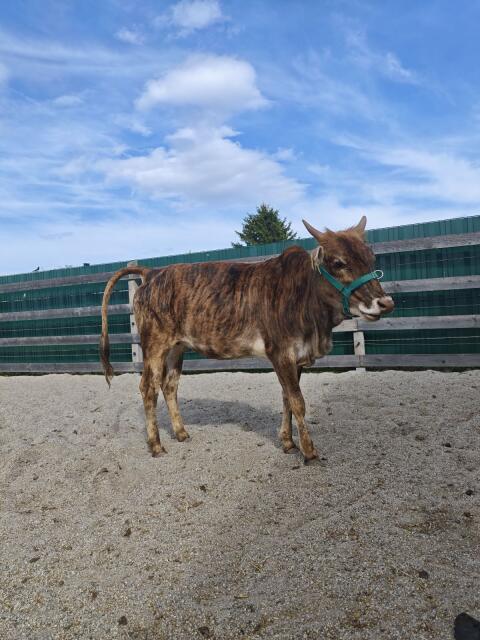 Zwergzebu, Zebu