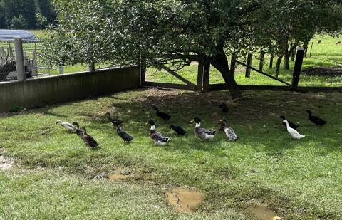 Enten