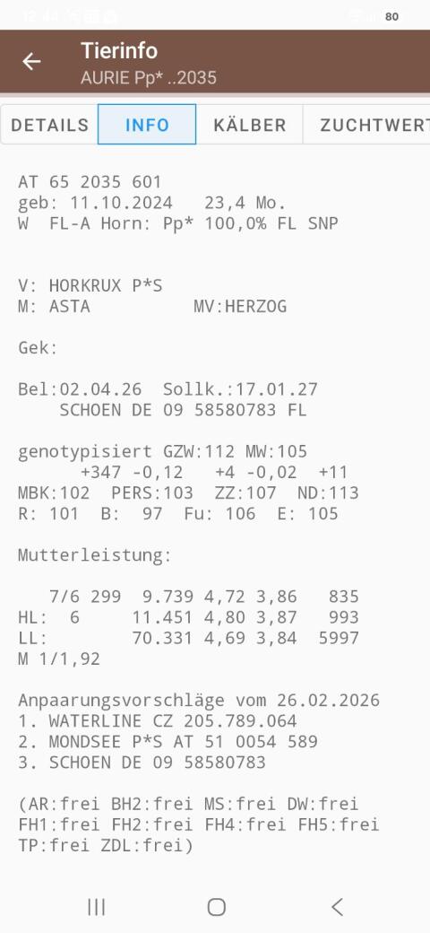 Trächtige Fleckviehzuchtkalbinnen