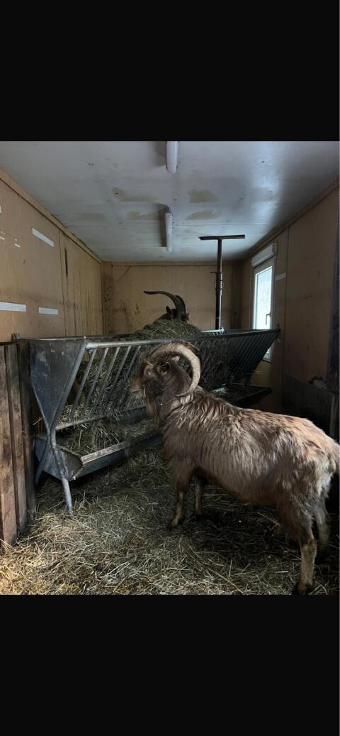 Toggenburger Bock