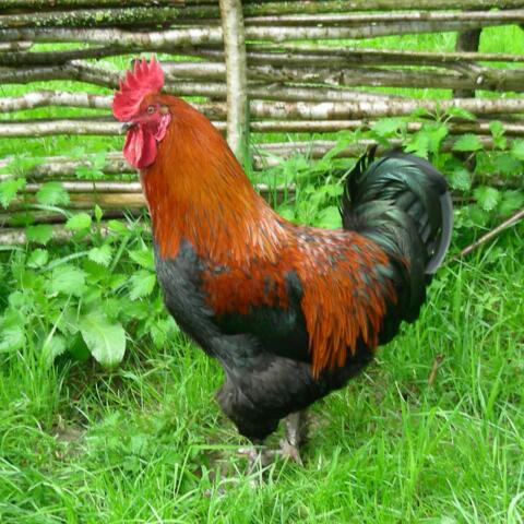 Marans-Hähne zu verkaufen